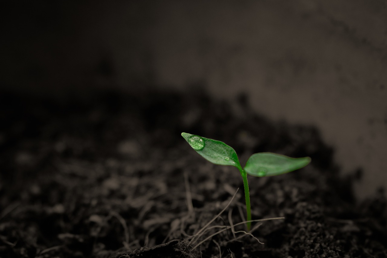 The Connection Between Healthy Soils and Biodiversity